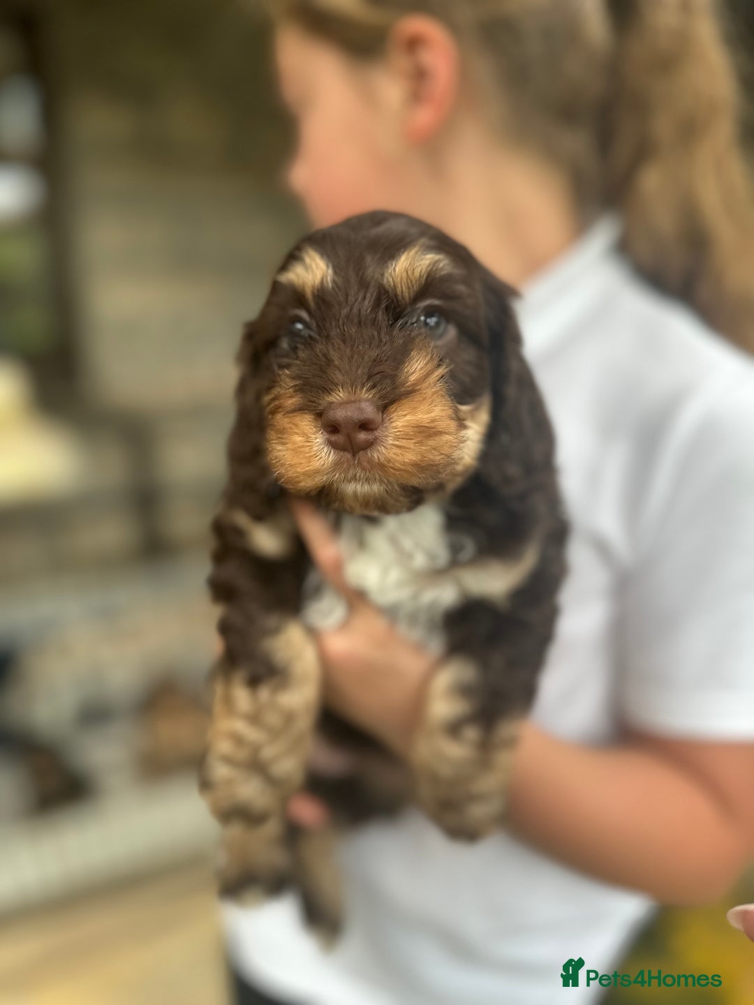 Cockapoo dogs for sale: Beautiful Merle F1 Cockerpoo Pups - Image 4