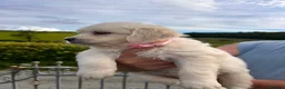 Golden Retriever dogs for sale: Wonderful litter health tested parents  - Advert 27
