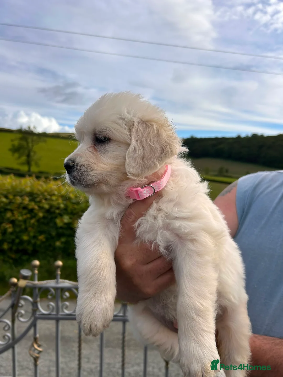 Golden Retriever dogs for sale: Wonderful litter health tested parents  - Advert 27