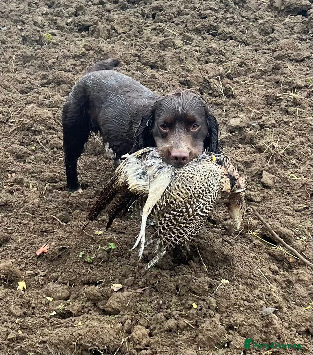 Sprocker dogs for stud: Health tested sprocker for stud in Shrewsbury - Advert 17