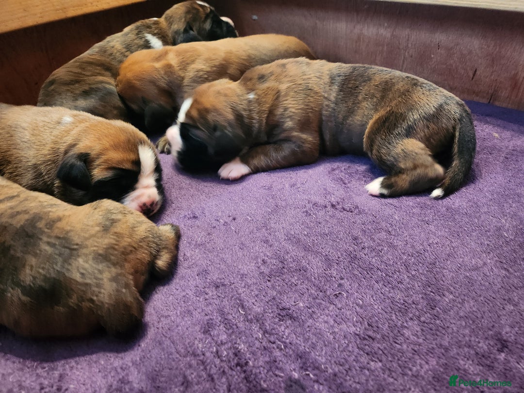 Boxer dogs for sale: 🌟KC REG BOBTAIL BOXER PUPS🌟 - Image 28