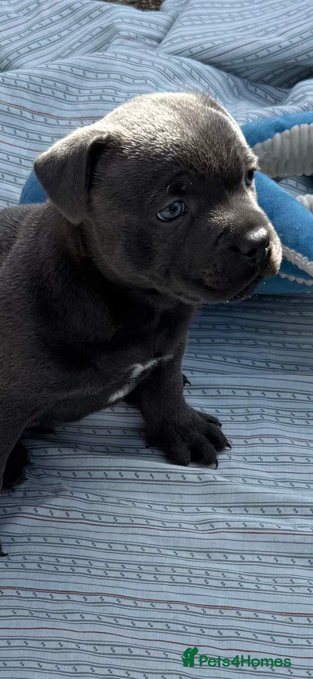 Staffordshire Bull Terrier dogs for sale: Blue staffy pups for sale - Image 2