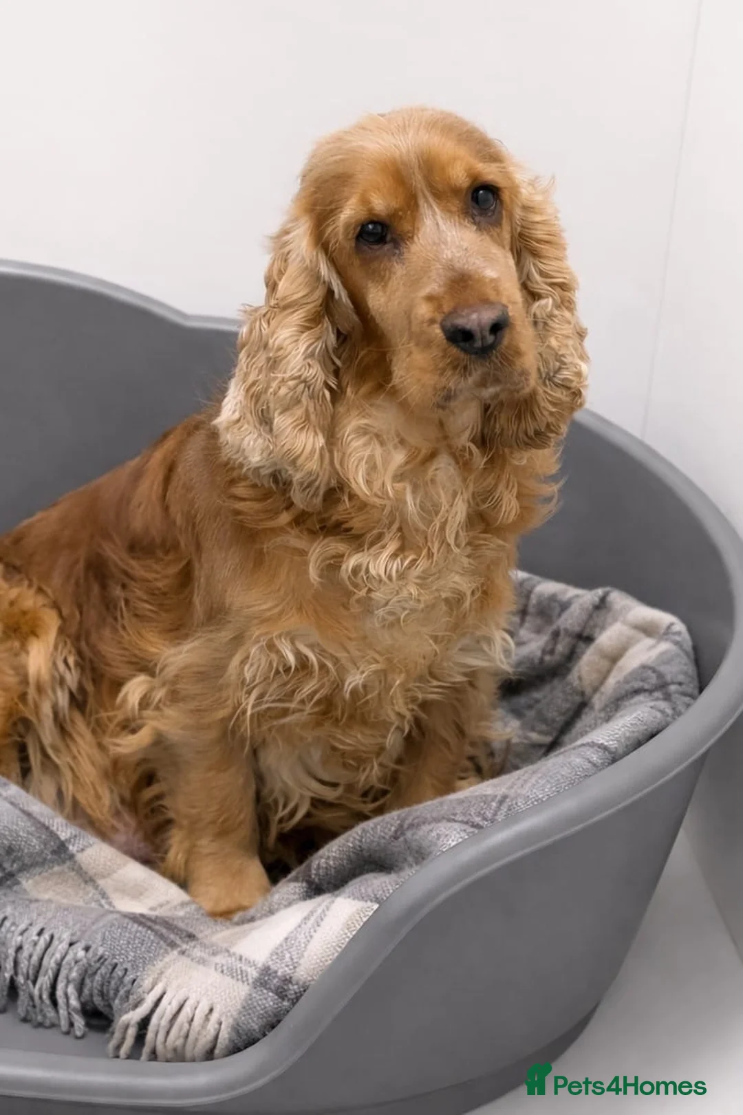 Cockapoo dogs for sale: Gorgeous F1 Cockapoo puppies  - Advert 3