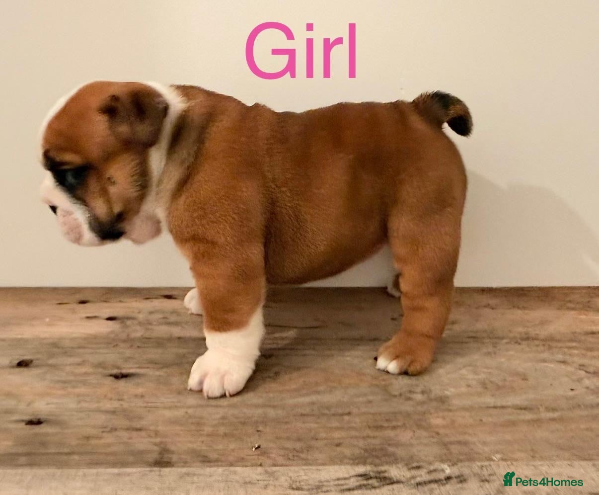 English Bulldog dogs Health Bred KC Reg Bulldogs | BOAS 0 Parents - Advert 6
