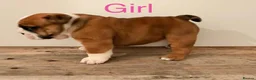 English Bulldog dogs for sale: Health Bred KC Reg Bulldogs | BOAS 0 Parents - Advert 1