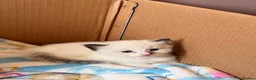 Mixed Breed cats for sale: Lovely kitten  - Advert 9