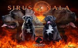 Cane Corso dogs for sale: Cane corso puppies looking for their forever homes - Image 1