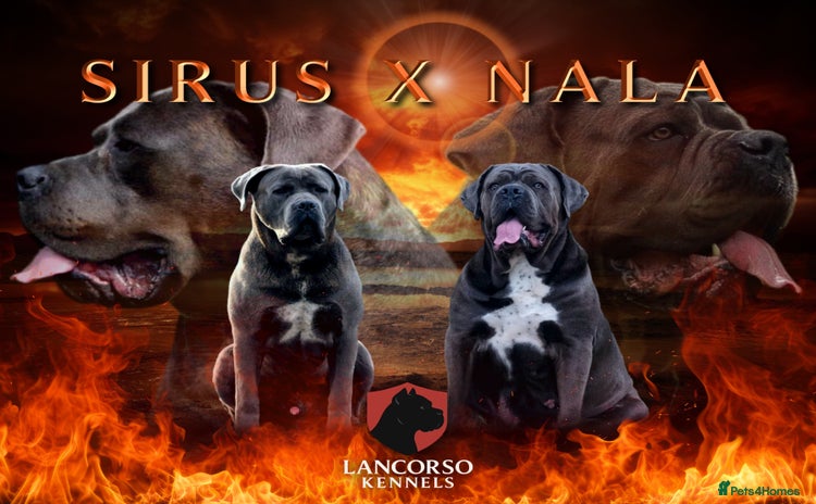 Cane Corso dogs - Advert 4
