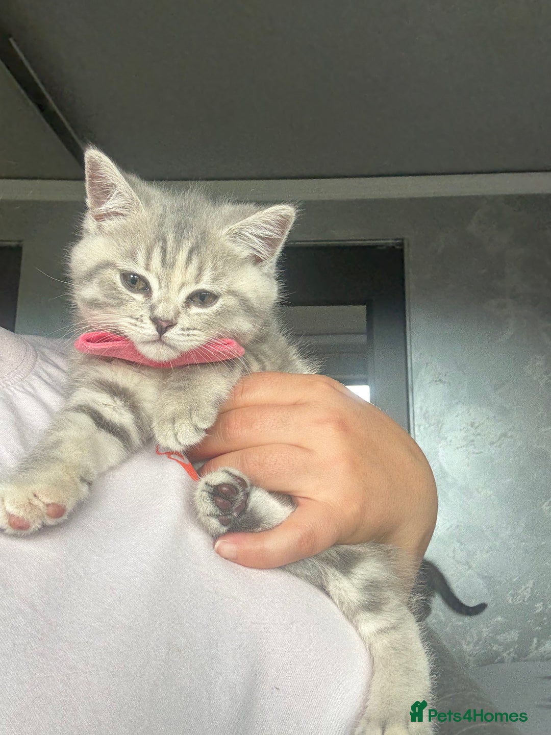 Scottish Fold cats for sale: Scottish fold kittens ready to find new homes - Image 7