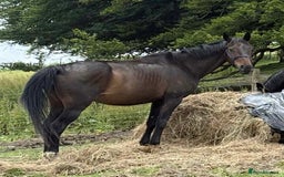 British Warmblood horses for sale: Wish - A willing summer project  in Cwmbran - Image 6