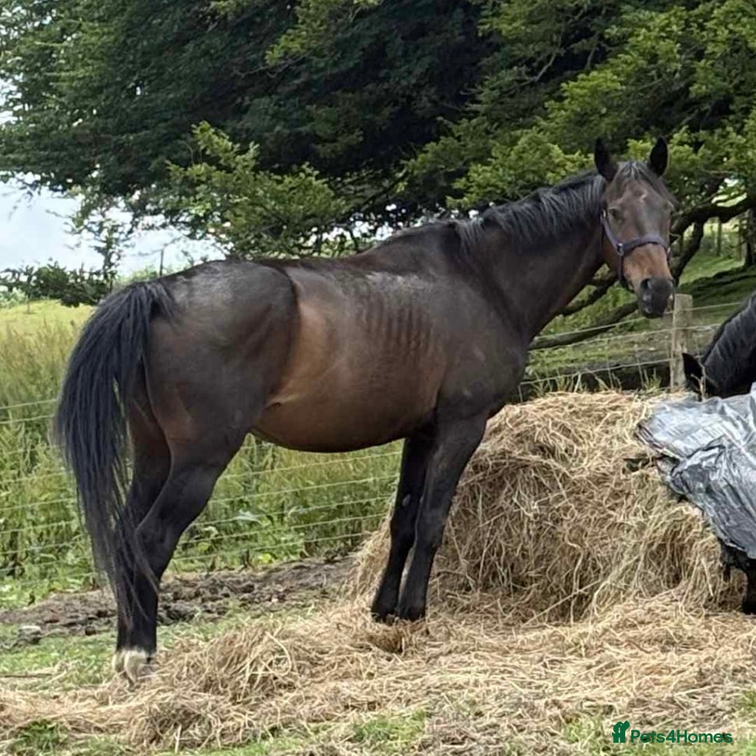 British Warmblood horses for sale: Wish - A willing summer project  in Cwmbran - Image 6