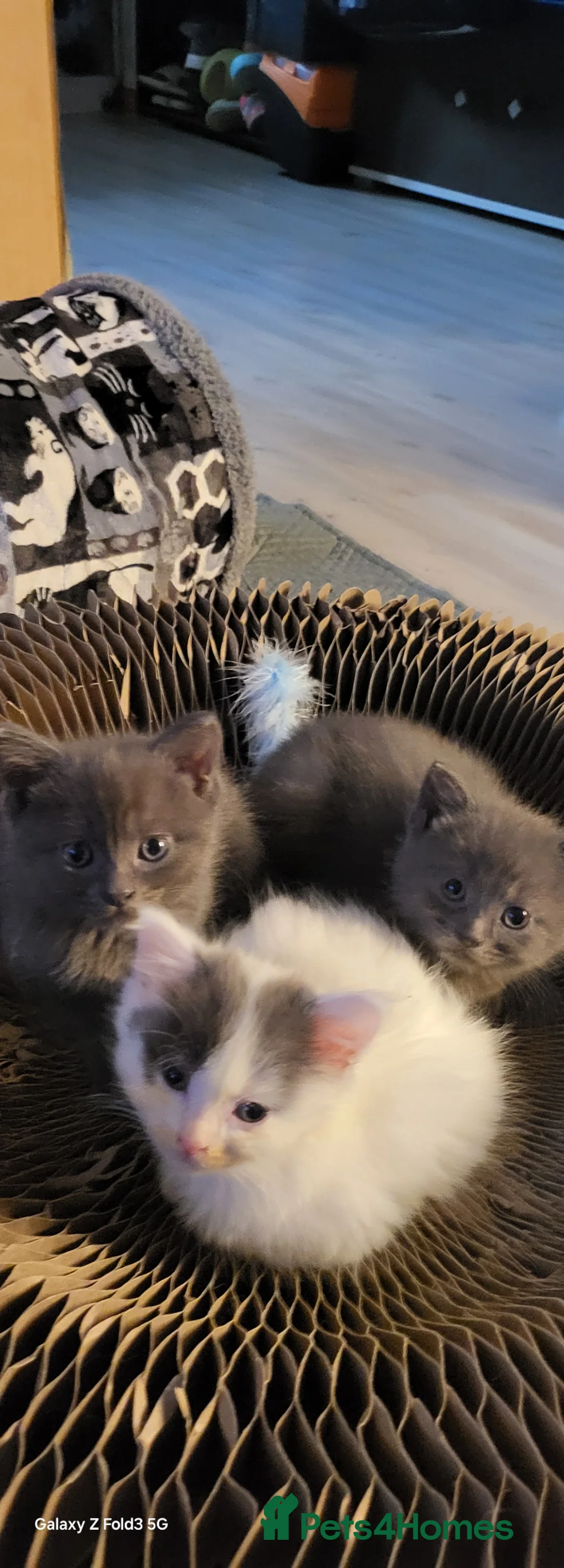 Mixed Breed cats for sale: Kittens  - Advert 8