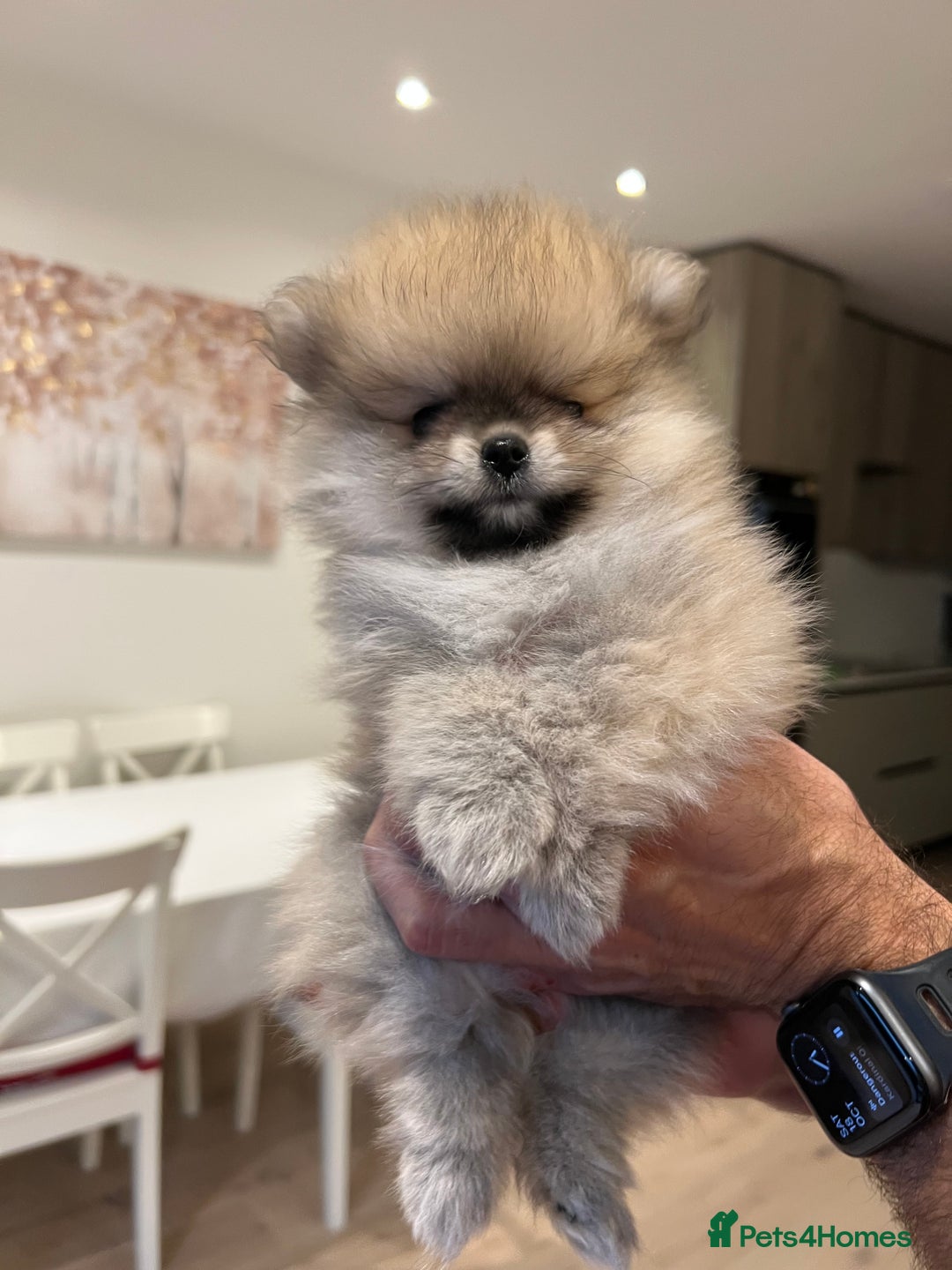 Pomeranian dogs for sale: 2 Pomeranian female puppies available  - Image 19