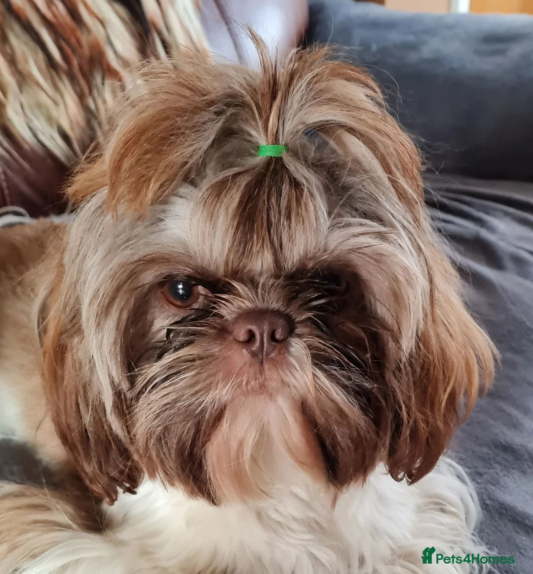 Shih Tzu dogs for sale: Imperial Shih Tzu female, 22 months KC registered. - Advert 39