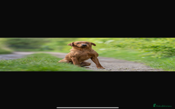 Labrador Retriever dogs for sale: Red Fox Labrador  - Image 8