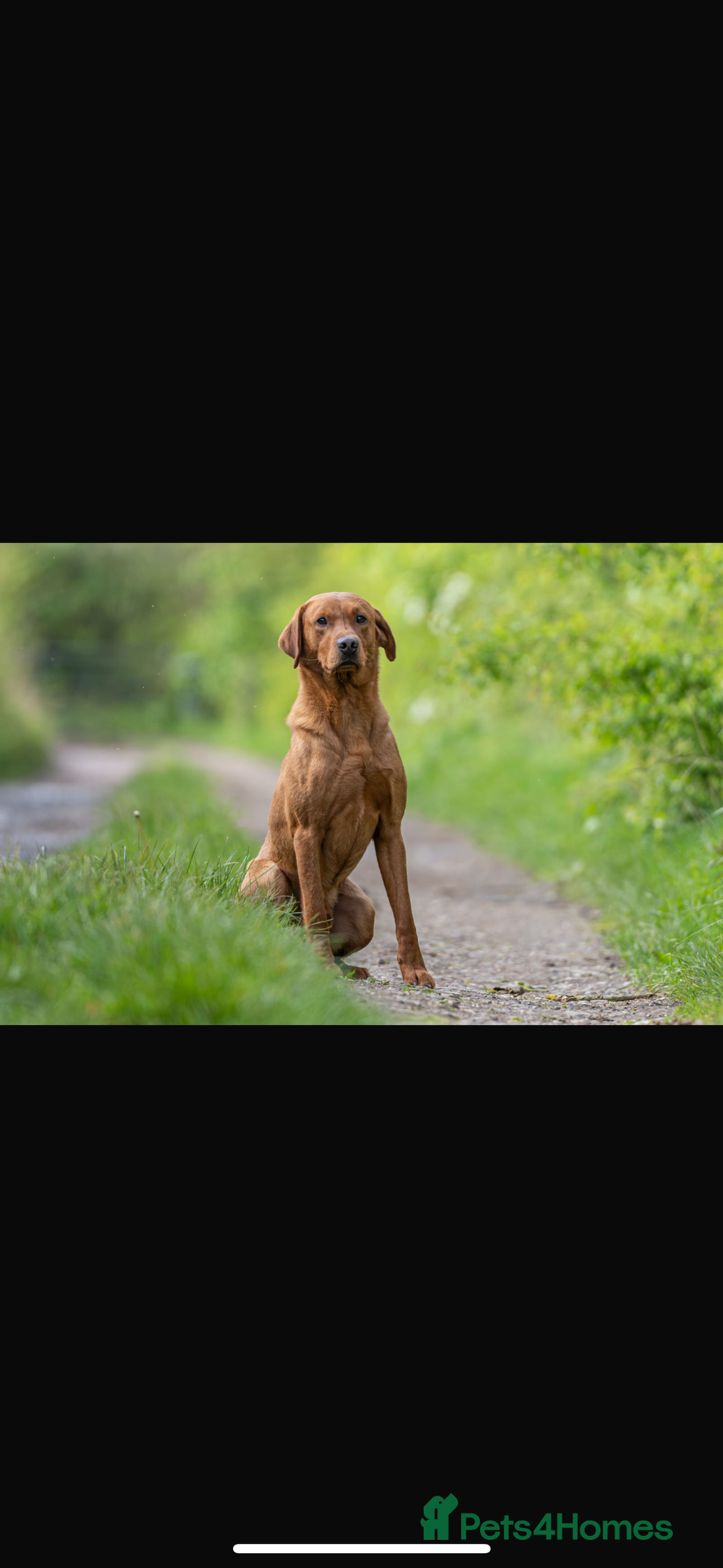 Labrador Retriever dogs for sale: Red Fox Labrador  - Image 8