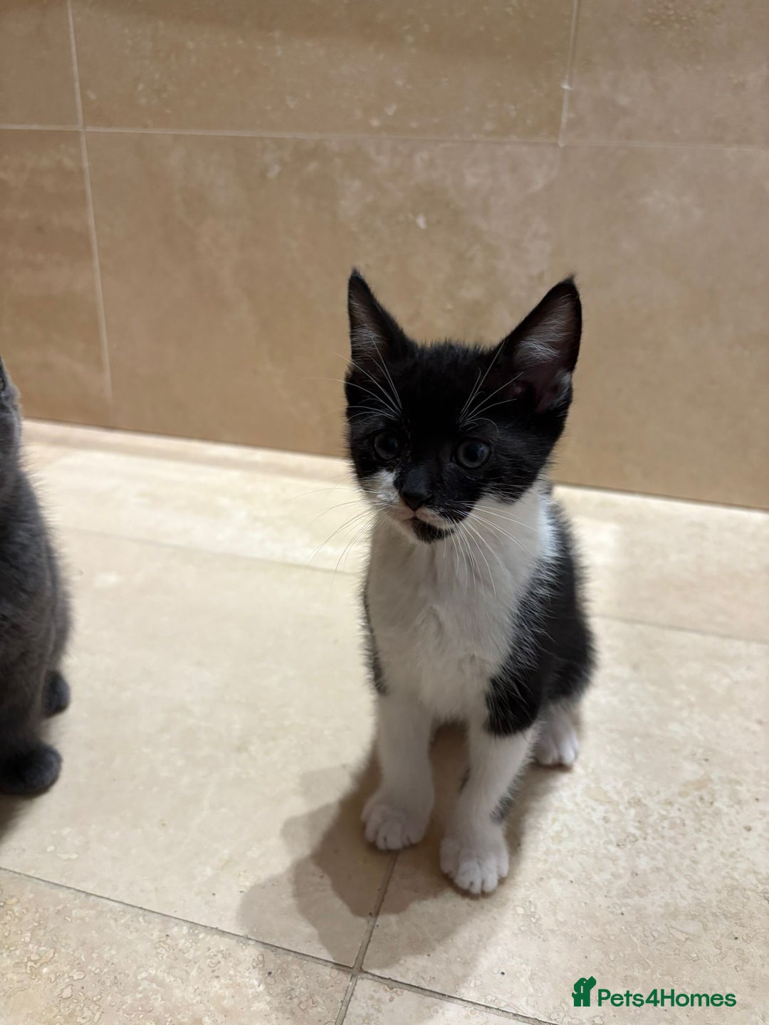 British Shorthair cats for sale: Kittens for sale - Image 1