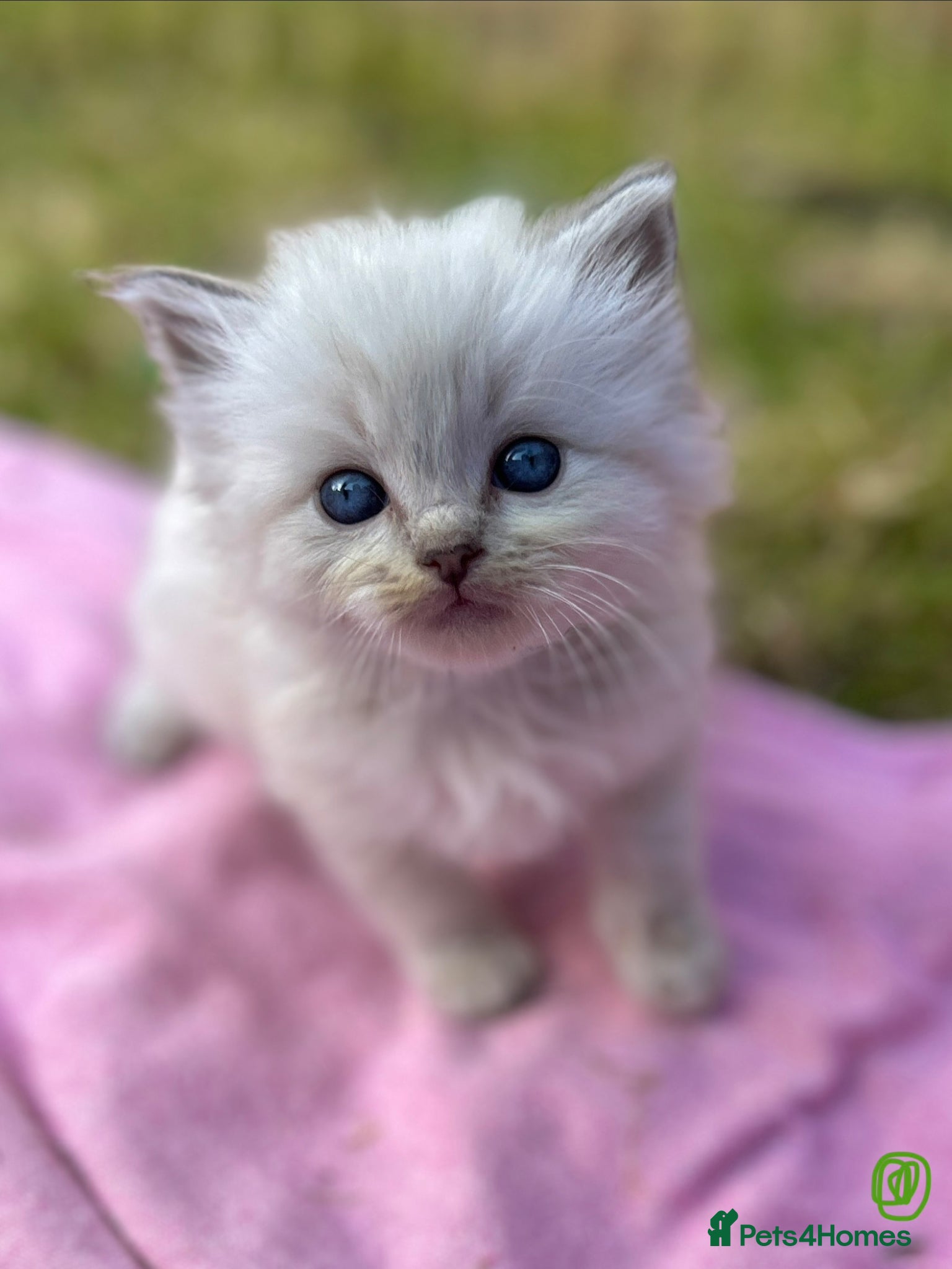 Ragdoll cats Blue Lynx Ragdoll kittens - Advert 8