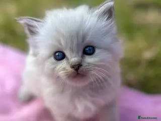 Ragdoll cats Blue Lynx Ragdoll kittens - Advert 11