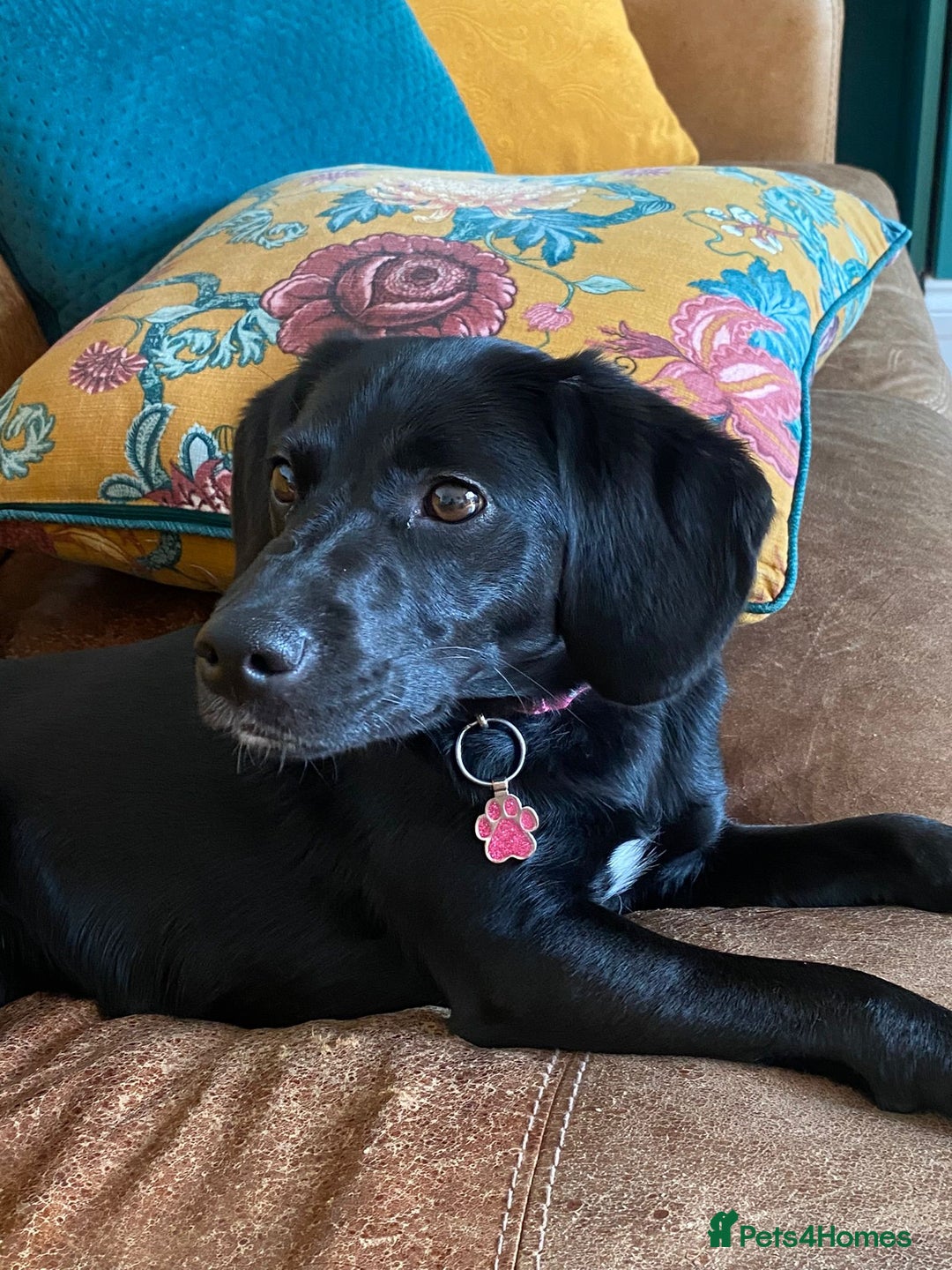 Mixed Breed dogs for sale: Girl Mixed Breed Puppy 13 Weeks Old - Advert 10