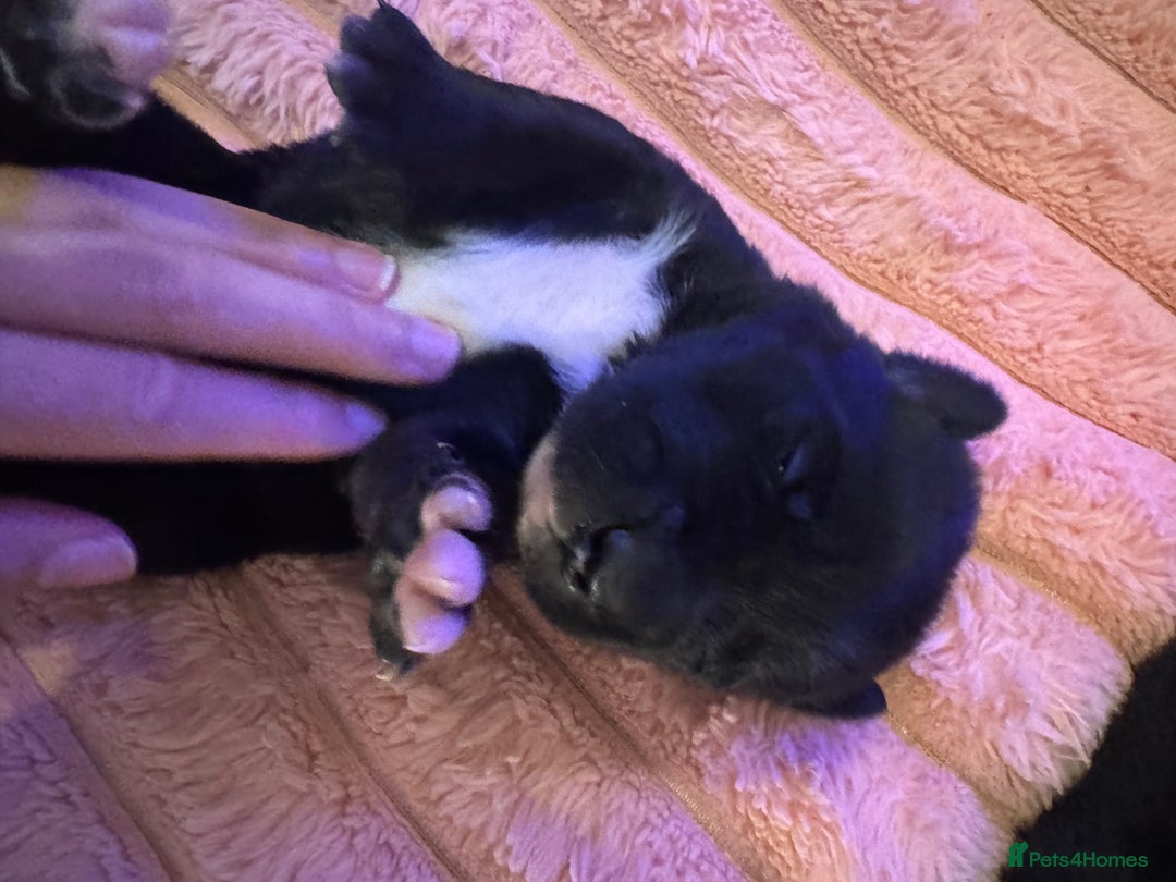 Mixed Breed dogs for sale: Shar Pei cross breed X Labrador Puppies  - Advert 33