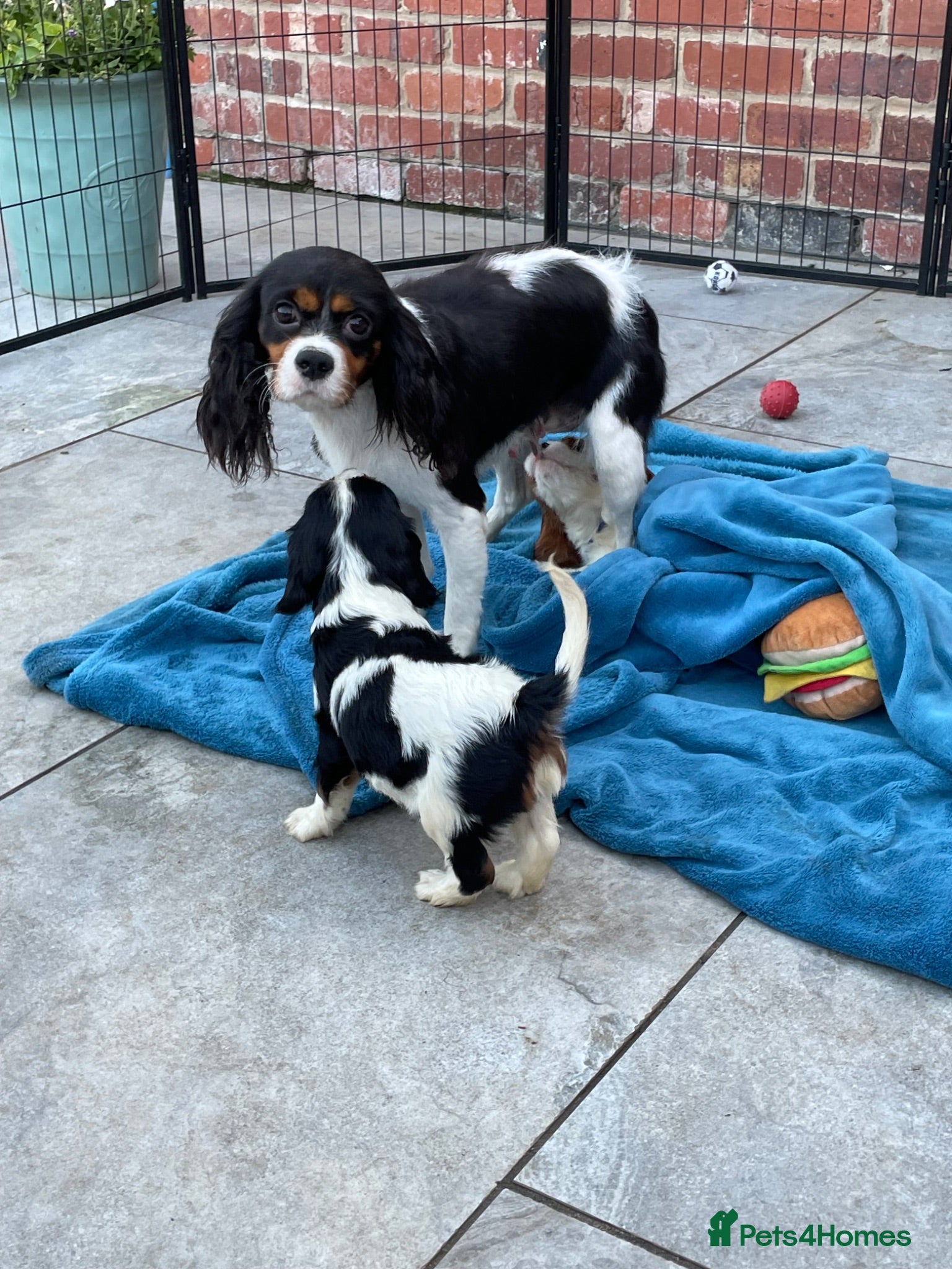 Cavalier King Charles Spaniel dogs Cavalier King Charles puppies - Advert 2