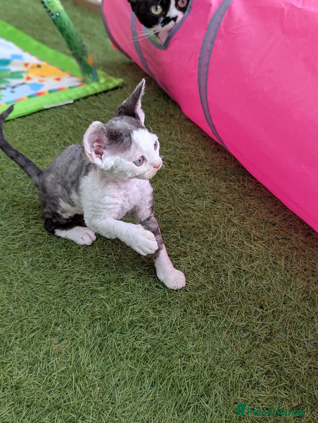 Devon Rex cats for sale: Two cuddlebugs- literally sticker cats available❤️ - Image 9