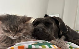 Mixed Breed dogs for sale: Cane Corso x Belgian Malinois - Image 11