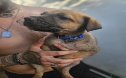 Mixed Breed dogs for sale: Light Green - Puppies for sale  - Image 4