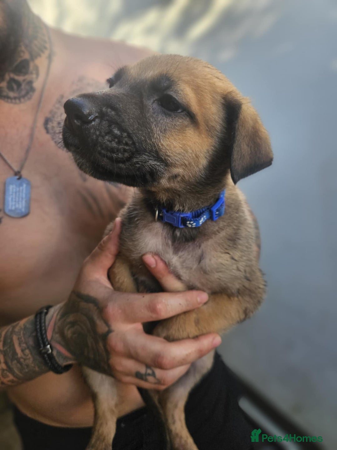 Mixed Breed dogs for sale: Light Green - Puppies for sale  - Image 4