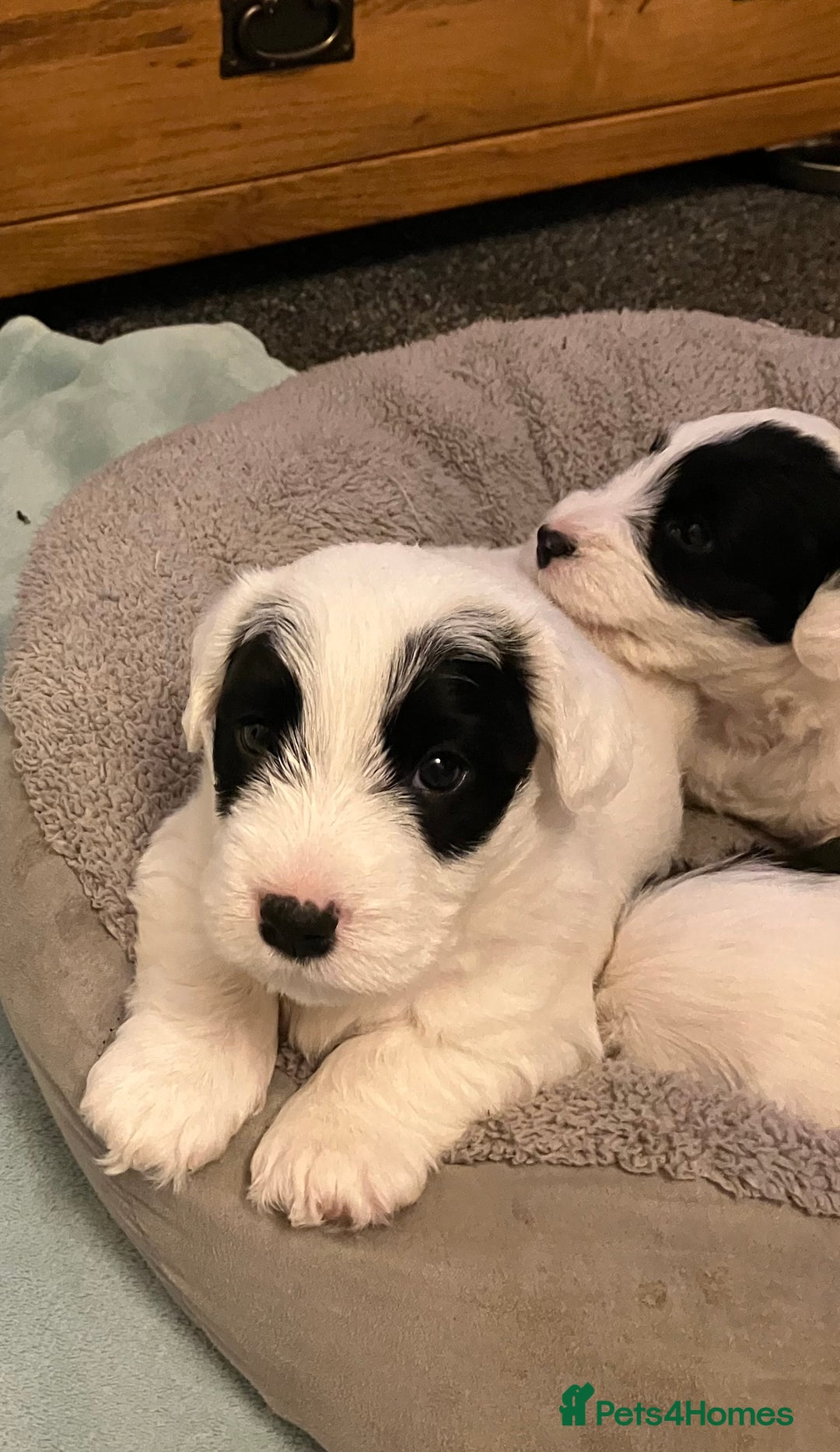 Sealyham Terrier dogs for sale: Quality KC registered Sealyham Terrier pups - Image 8