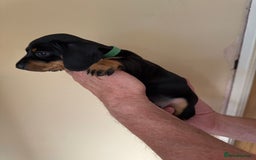 Miniature Dachshund dogs for sale: KC REGISTERED MINIATURE DACHSHUND BLACK AND TAN - Image 8