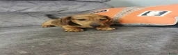 Dachshund dogs for sale: Beautiful Unusual Playful Dachshound pups  - Advert 7