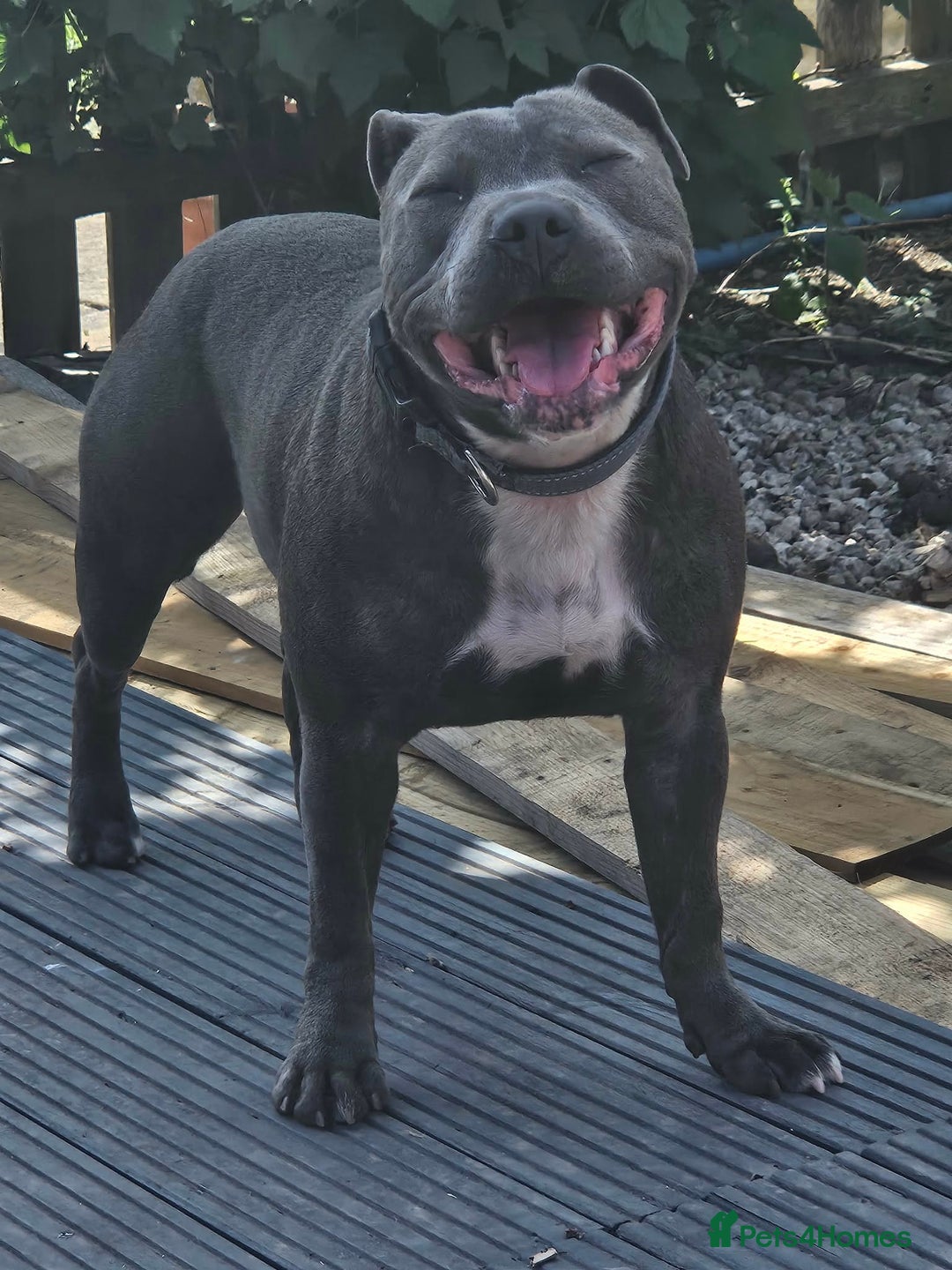 Staffordshire Bull Terrier dogs for sale: Chunky stuffy pups - Advert 2