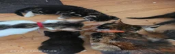 Mixed Breed cats for sale: Last two kitten ready to leave nest  in London - Advert 6