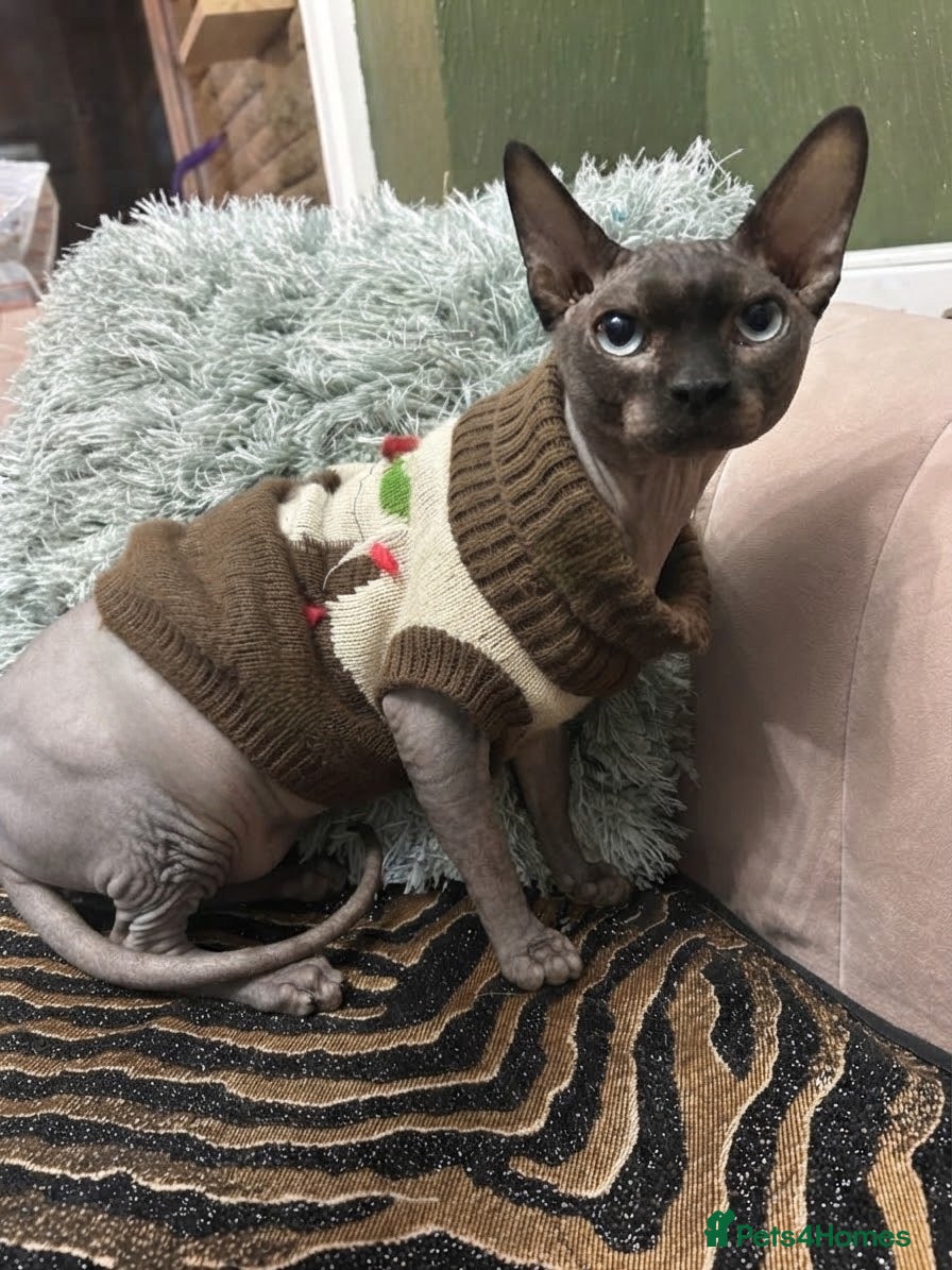 Sphynx cats Simba 🤎💛… 3 years looking for a forever home - Advert 1
