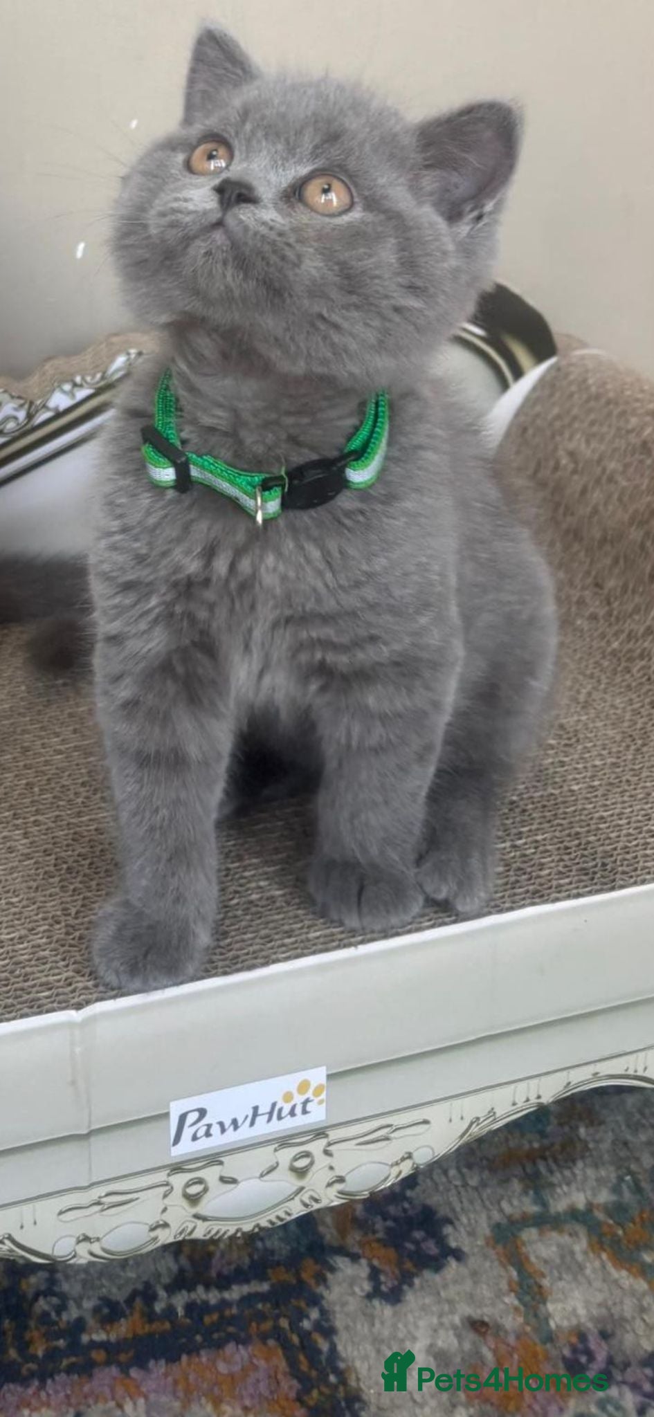 British Shorthair cats LAST 3 GORGEOUS British Short Hair Blue Kittens - Advert 2
