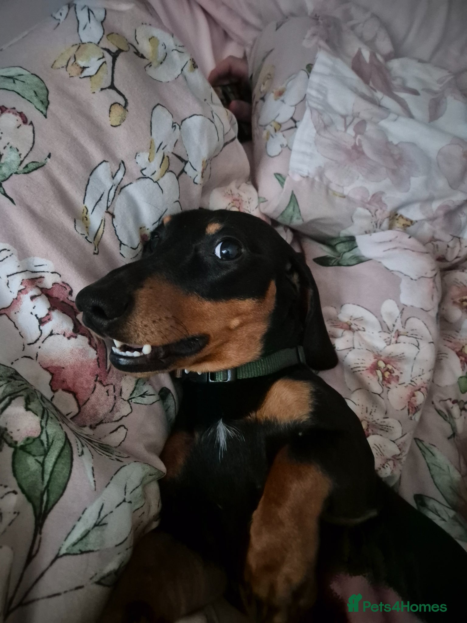 Miniature Dachshund dogs for stud: Miniature Dachshund black and Tan - Advert 6