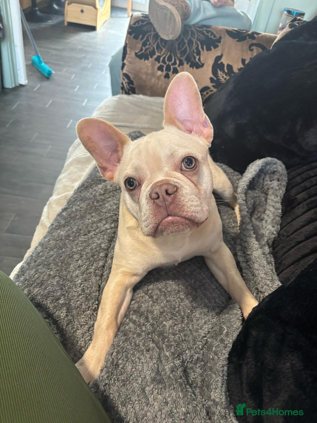 French Bulldog dogs for sale: Platinum French Bulldog, 18 months old - Advert 1