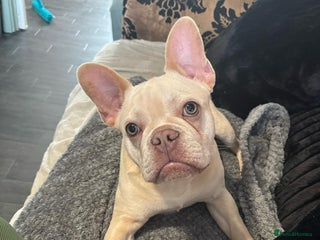 French Bulldog dogs Platinum French Bulldog, 18 months old - Advert 1
