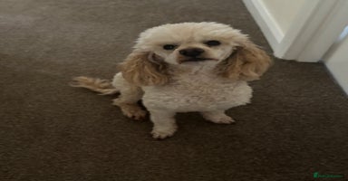 Miniature Poodle dogs - Advert 5