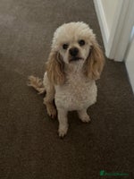 Miniature Poodle dogs - Advert 5