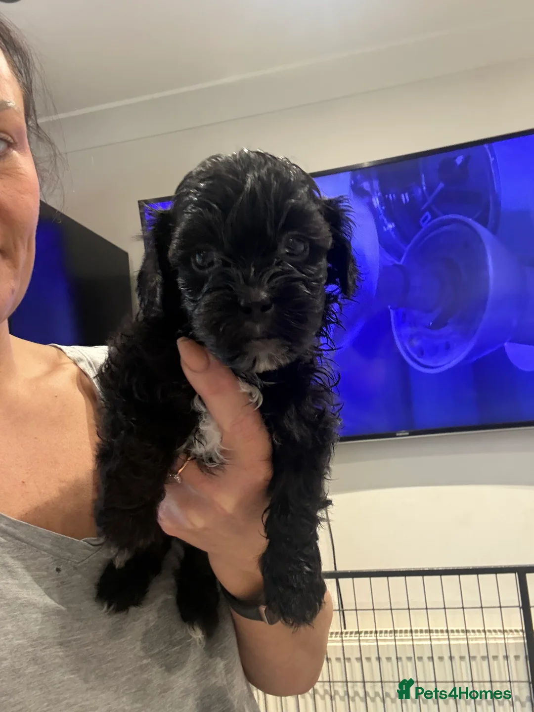Shihpoo dogs for sale: Shihpoo f1 puppies  🩷🩷 - Advert 28