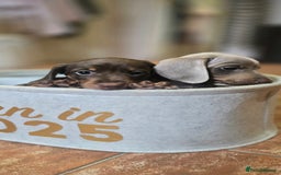 Miniature Dachshund dogs for sale: Miniature KC Dashounds - Image 5
