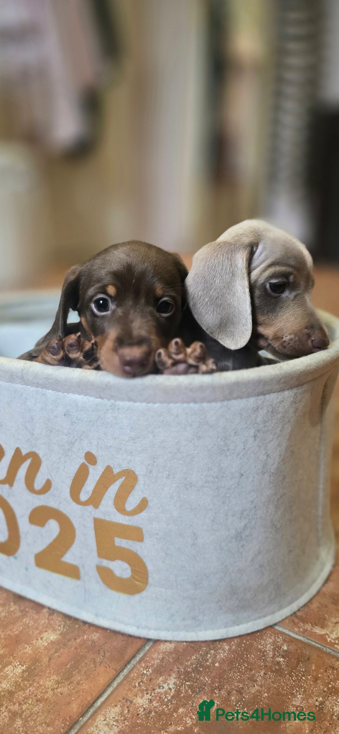 Miniature Dachshund dogs for sale: Miniature KC Dashounds - Image 5