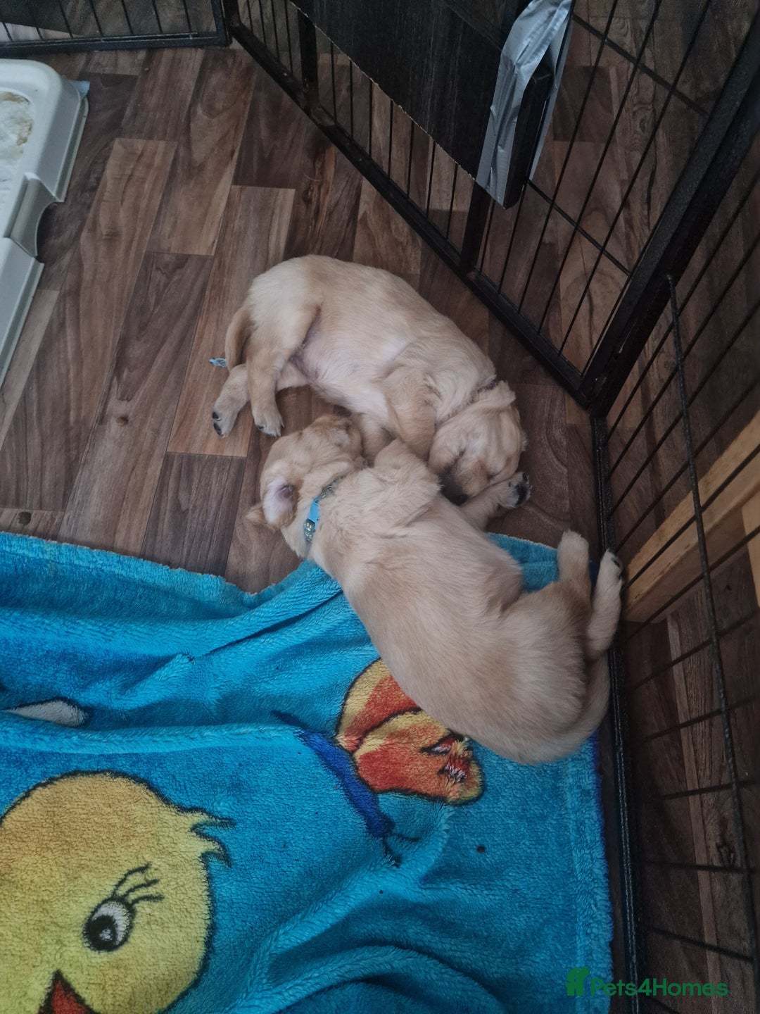 Golden Retriever dogs for sale: 🦮 two beautiful boys available  ❤️❤️ in Aberystwyth - Image 24