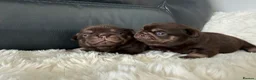 Pug dogs for sale: Kc chocolate and tan pug puppies  - Advert 19
