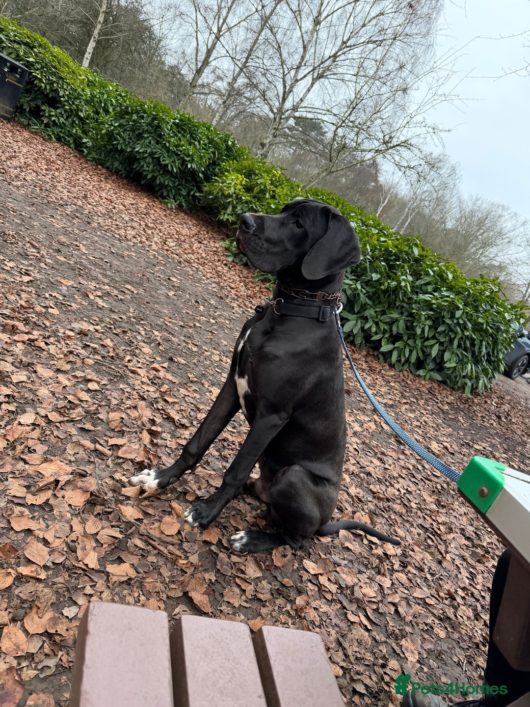 Great Dane dogs for sale: 8 Month Old Great Dane - Advert 2