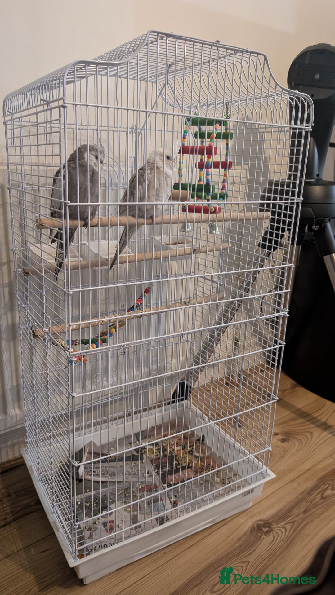 Cockatiels birds for sale: Cockatiel birds  - Advert 2