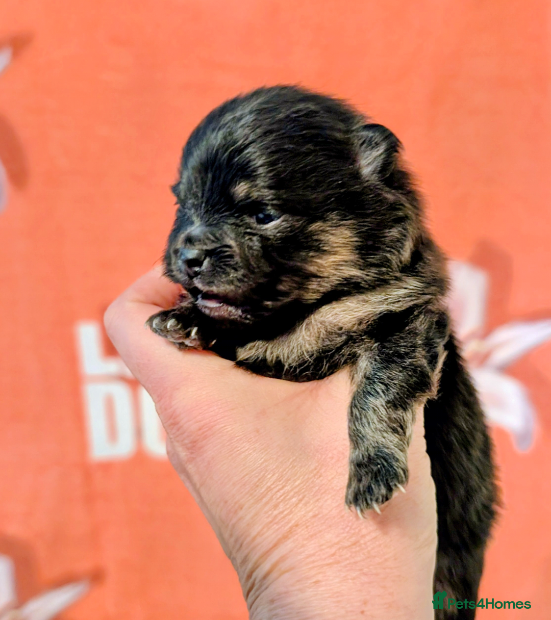 Pomeranian dogs for sale: All pups reserved  - Advert 15